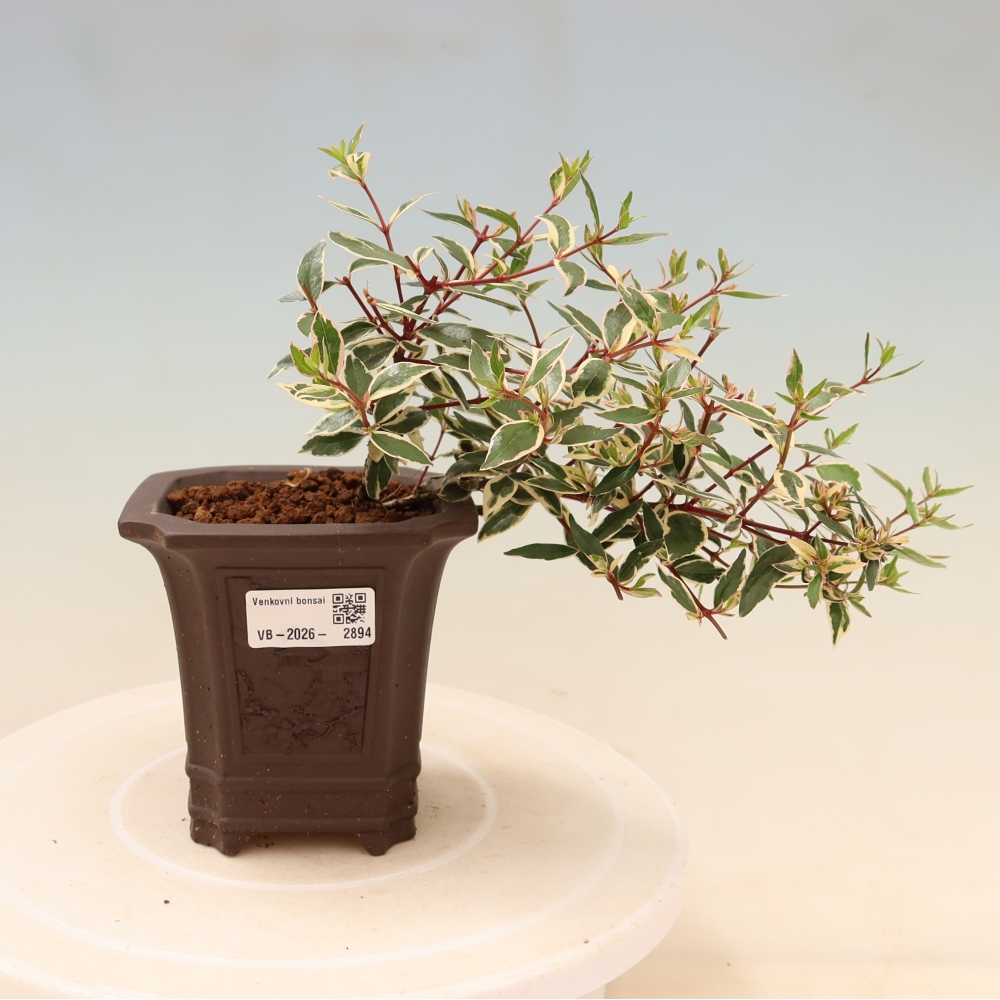 Buitenbonsai - Abelia gr. Confetti - Grootbloemige abelia