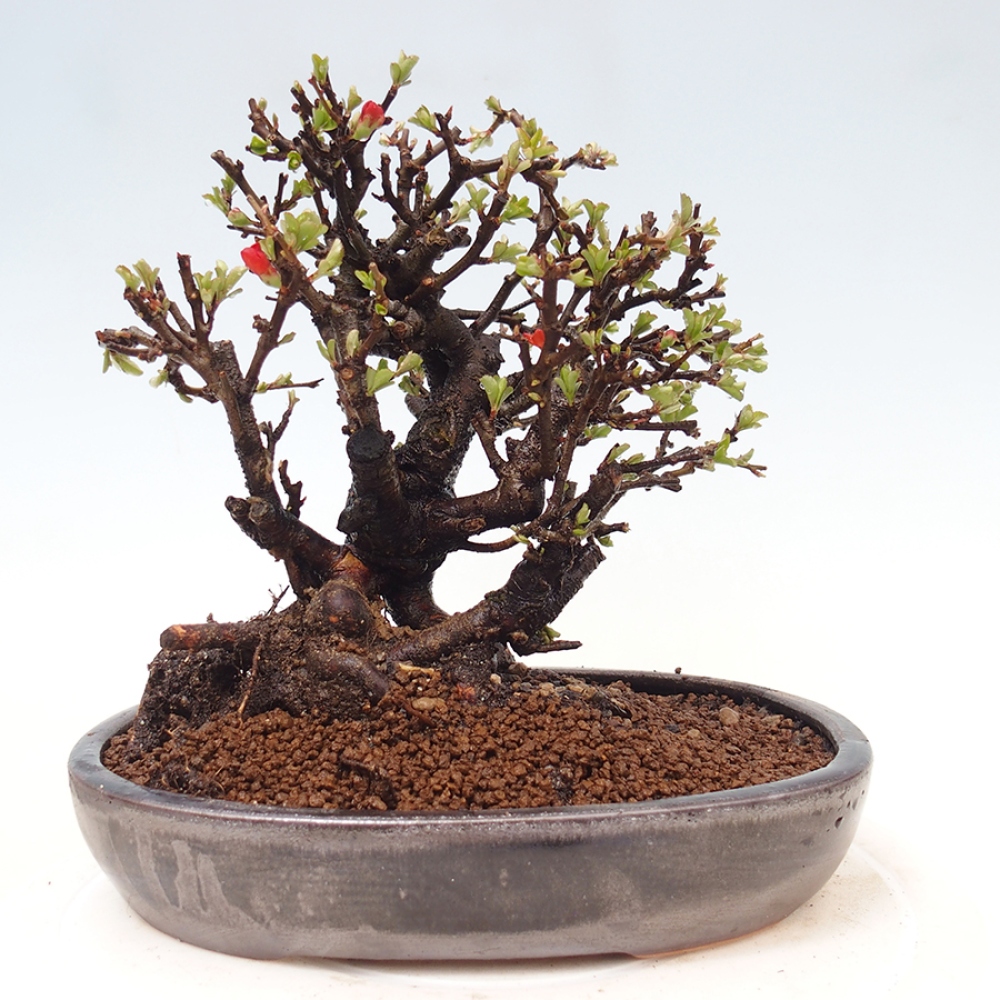 Bonsai voor buiten - Chaneomeles speciosa - Kweepeer
