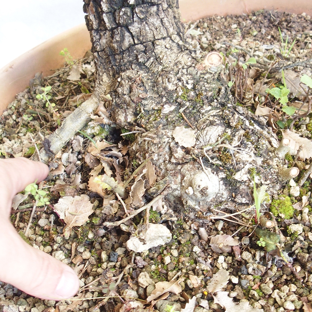 Buiten bonsai Quercus Cerris - Eik Cer