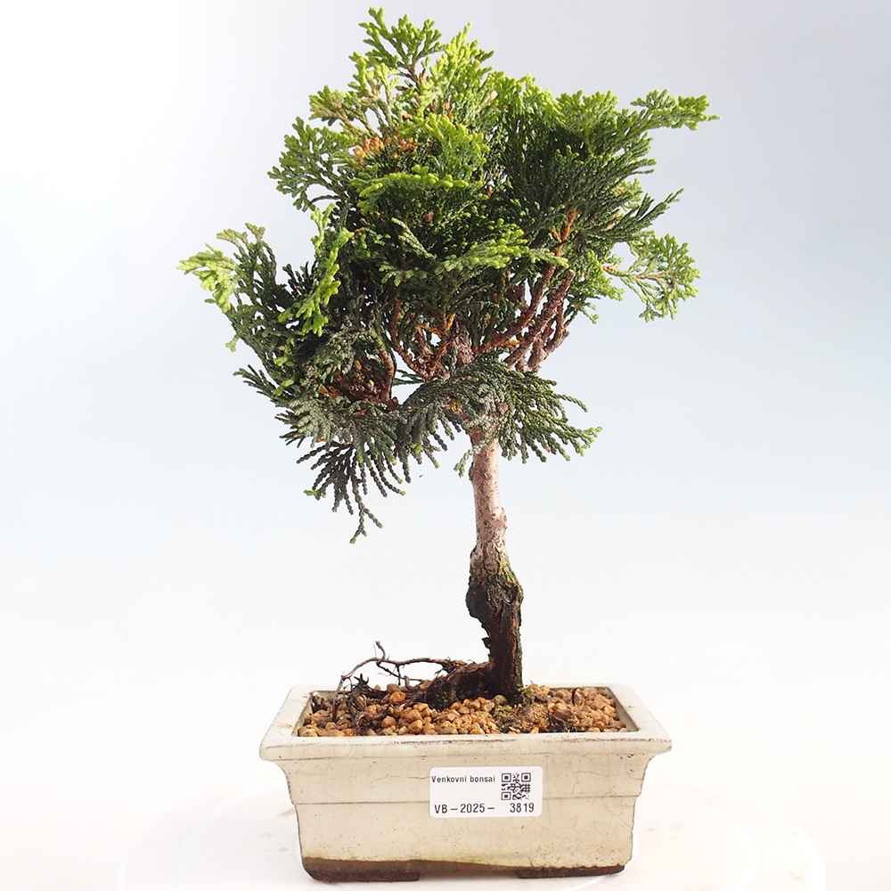 Bonsai voor buiten - Cham.pis obtusa Nana Gracilis - Cipres