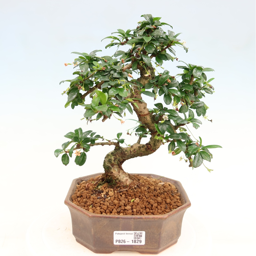 Kamerbonsai - Carmona macrophylla - Thee fuki