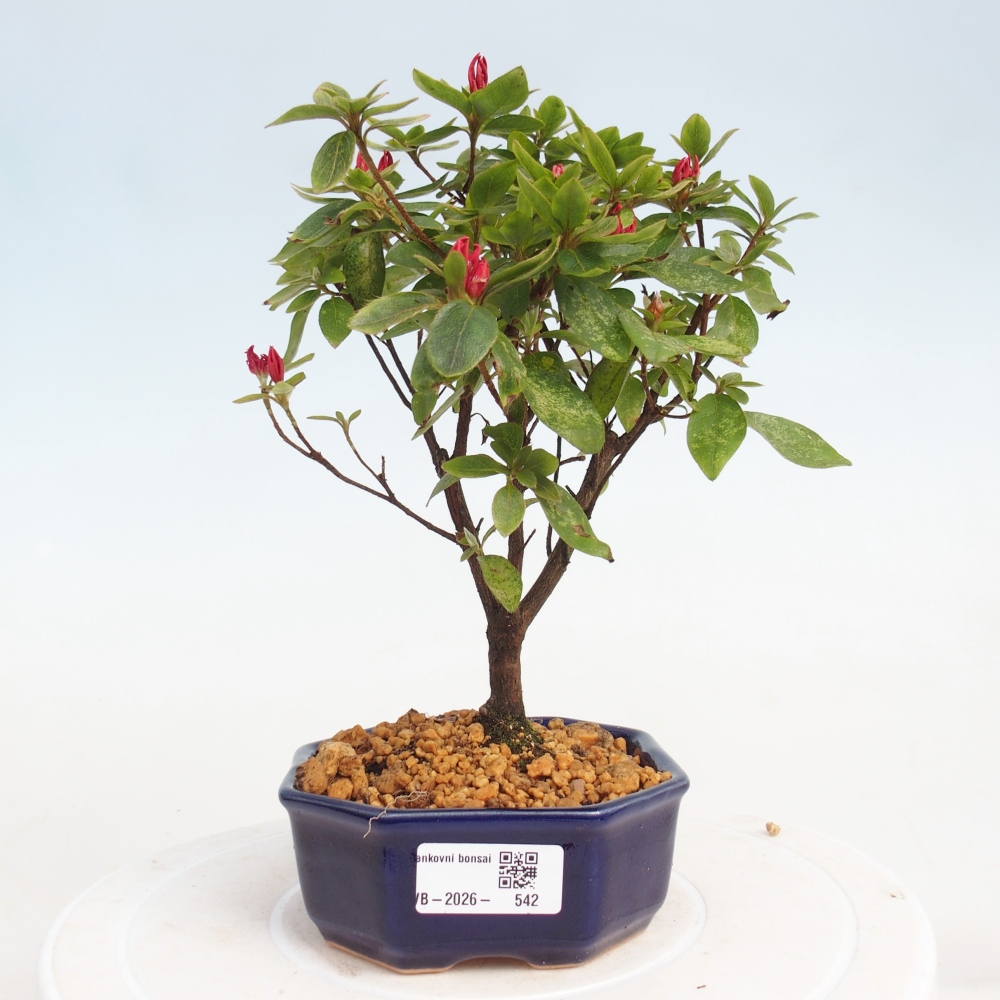 Bonsai voor buiten - Japanse azalea - Azalea sp.