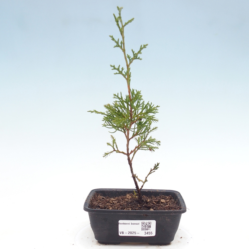 Bonsai voor buiten - Juniperus chinensis Itoigawa