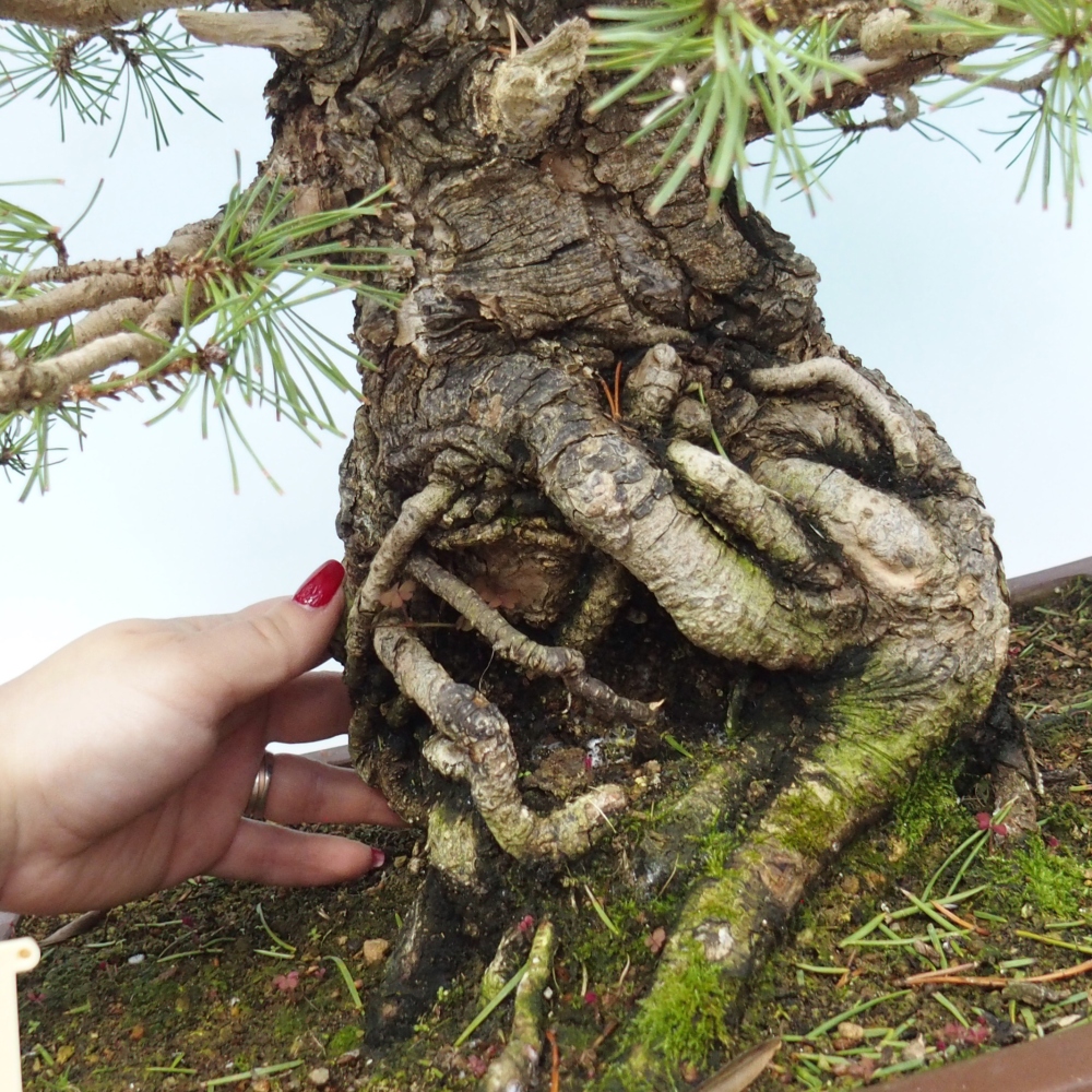 Bonsai voor buiten - Pinus sylvestris - Pinus sylvestris