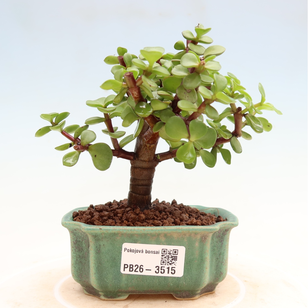 Kamerbonsai - Portulakaria Afra - Tlustice