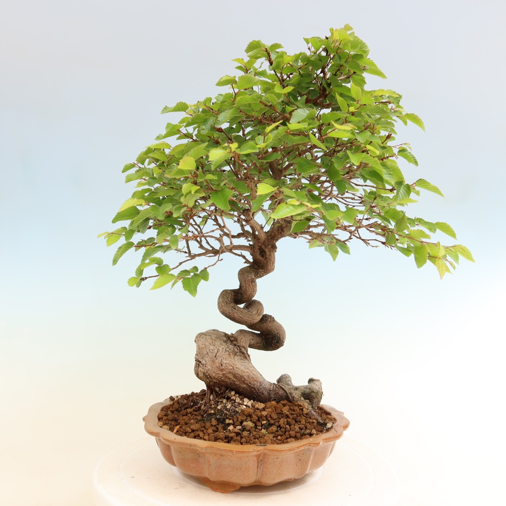 Bonsai voor buiten -Carpinus Coreana - Koreaanse haagbeuk