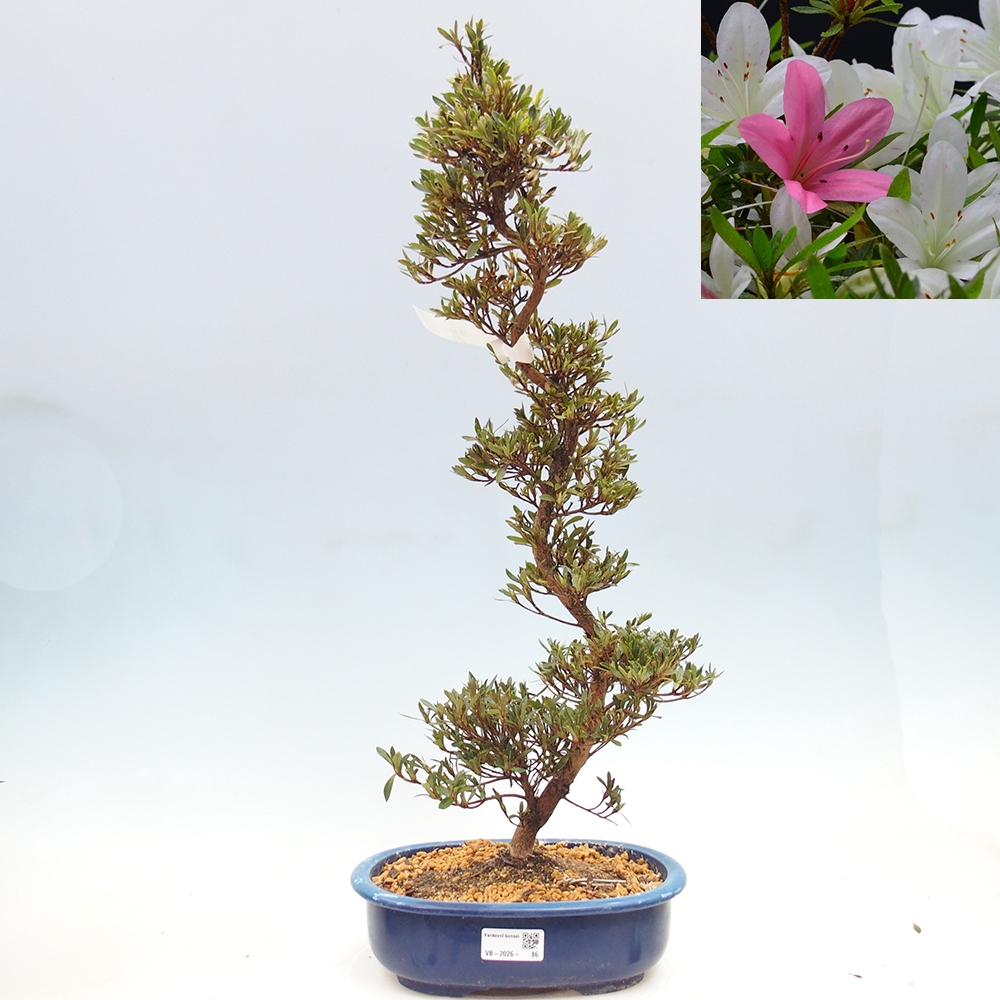 Bonsai voor buiten - Japanse Azalea - Azalea Hakurin