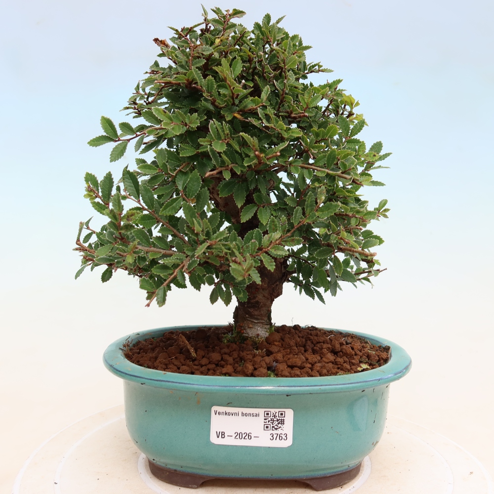 Bonsai voor buiten - Zelkova - Zelkova NIRE
