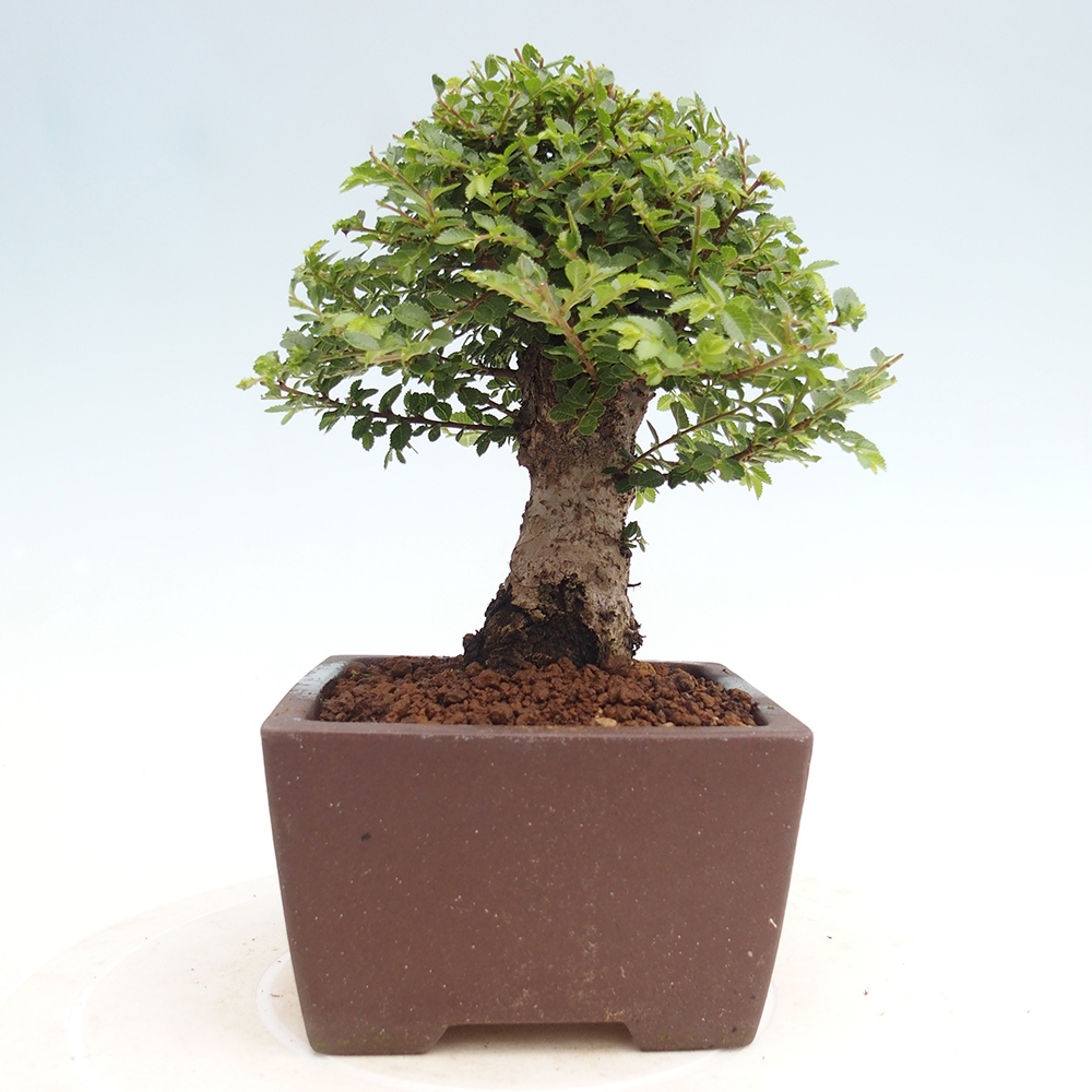 Bonsai voor buiten - Ulmus parvifolia Hokkaido - Chinese iep
