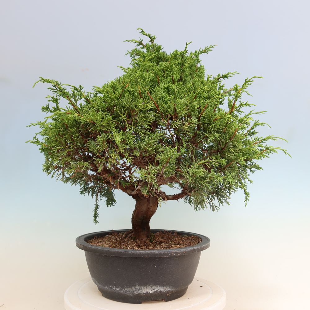 Bonsai voor buiten - Juniperus chinensis Itoigawa-Juniperus chinensis