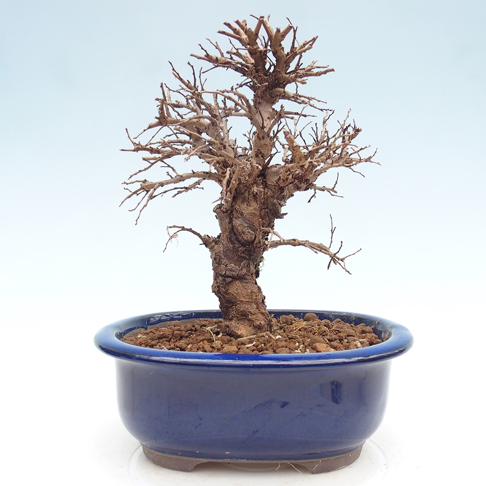 Bonsai voor buiten - Zelkova - Zelkova NIRE