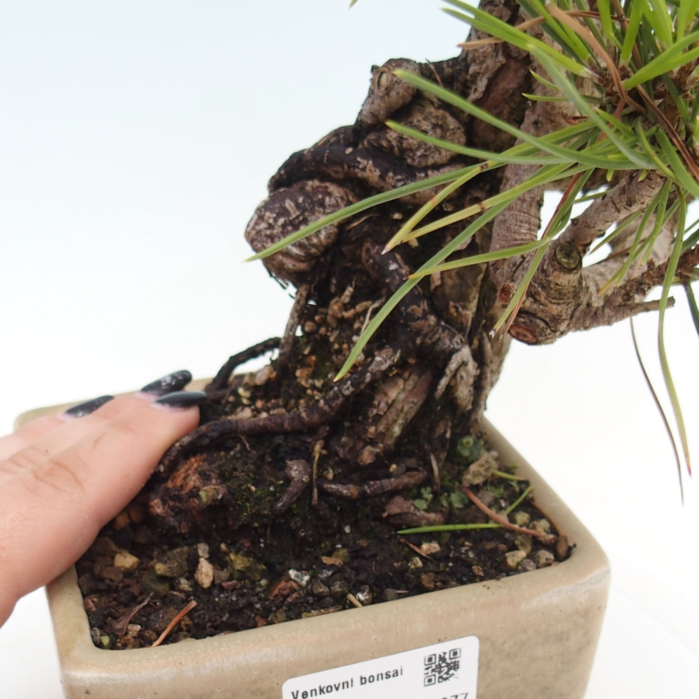 Bonsai voor buiten - Pinus thunbergii - Thunberg den