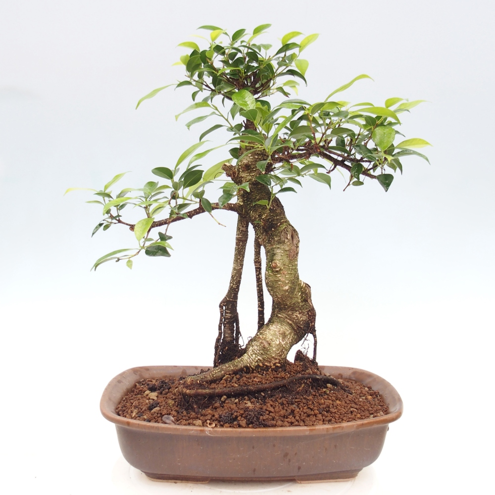Kamerbonsai - Ficus kimmen - kleinbladige ficus