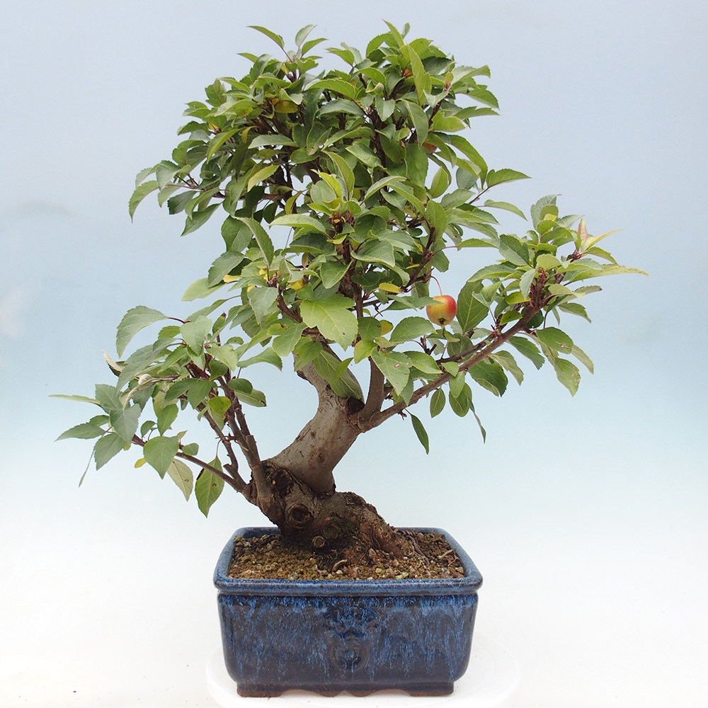 Bonsai voor buiten -Malus halliana - Appelboom met kleine vruchten