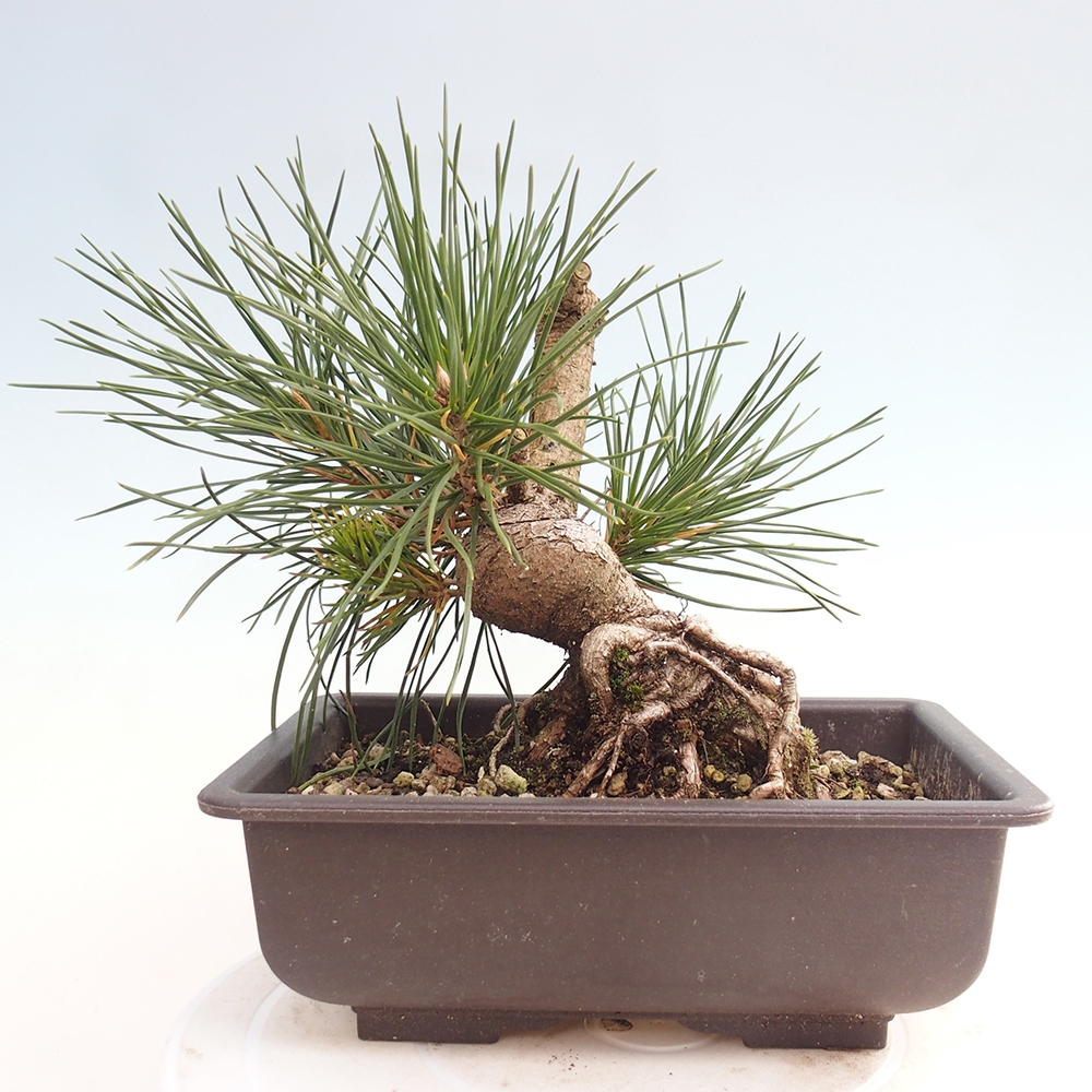 Bonsai voor buiten - Pinus thunbergii - Thunberg den