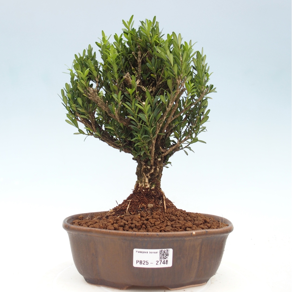 Kamerbonsai - Buxus harlandii - kurk buxus