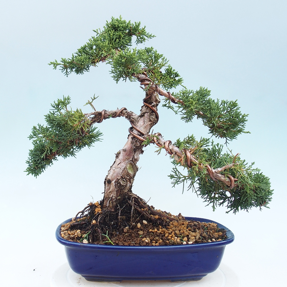 Bonsai voor buiten - Juniperus chinensis Kishu