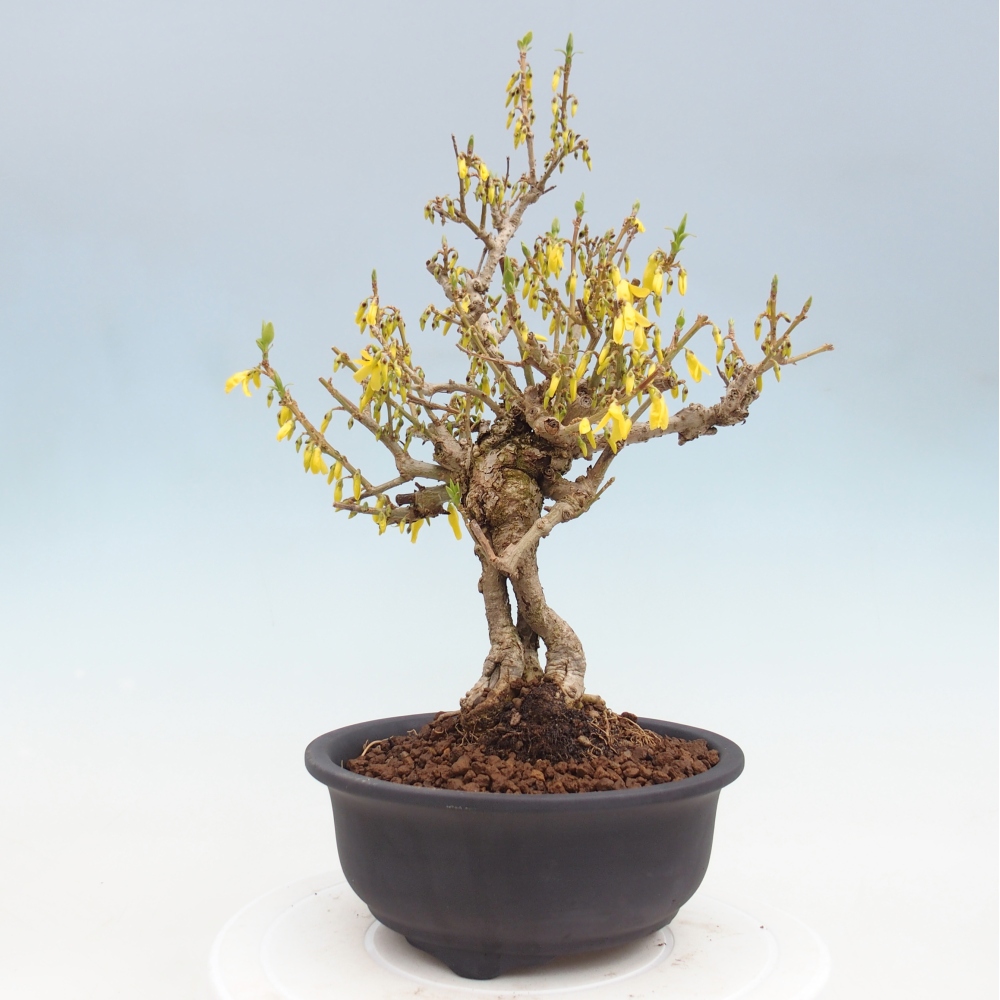 Bonsai voor buiten - Zlatice - Forsythia koreana