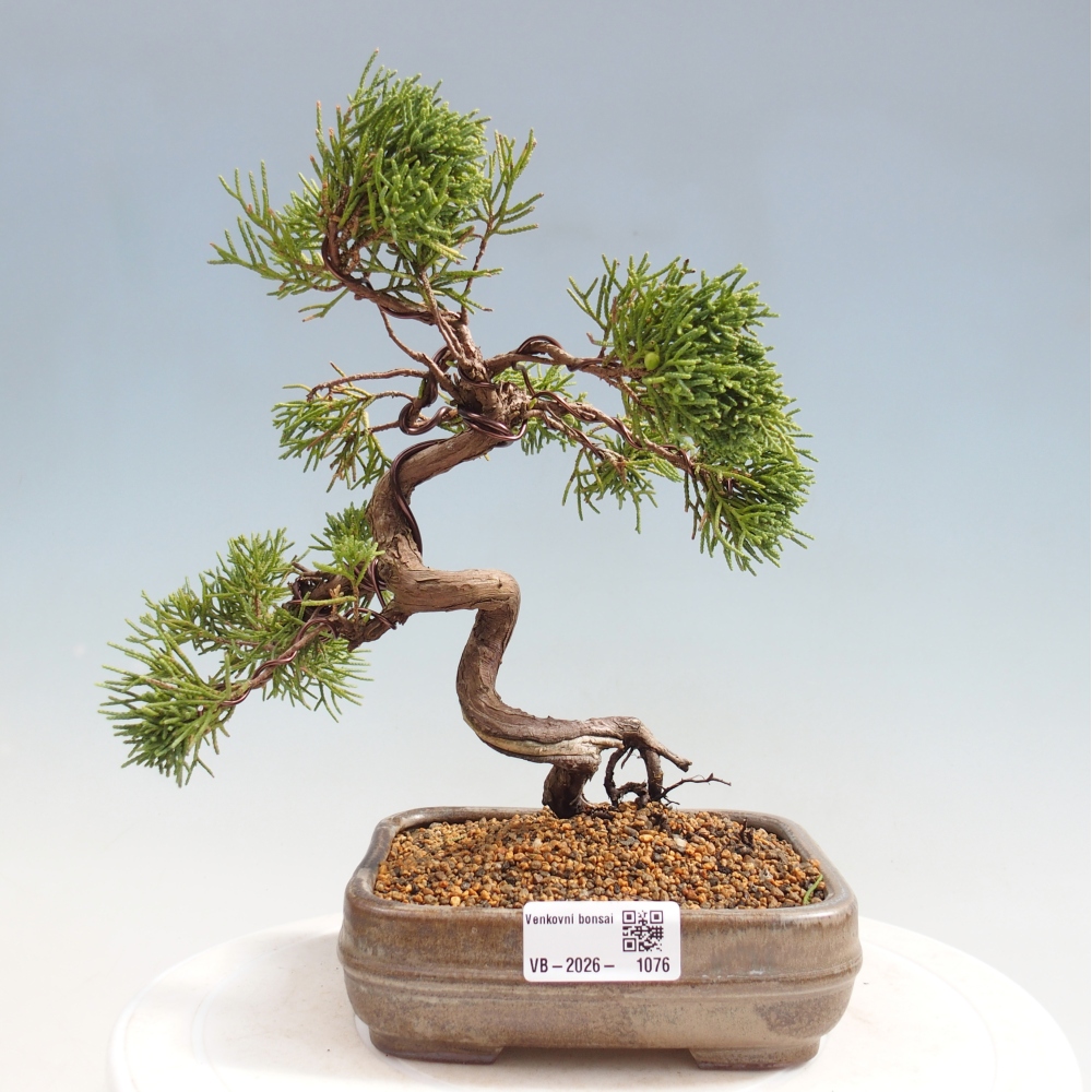 Bonsai voor buiten - Juniperus chinensis Kishu