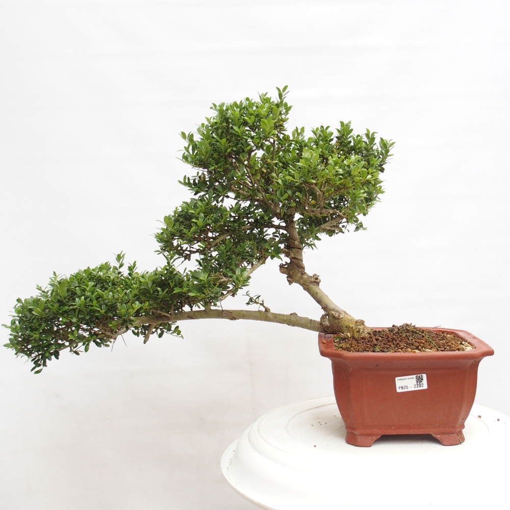 Kamerbonsai - Ilex crenata - Hulst