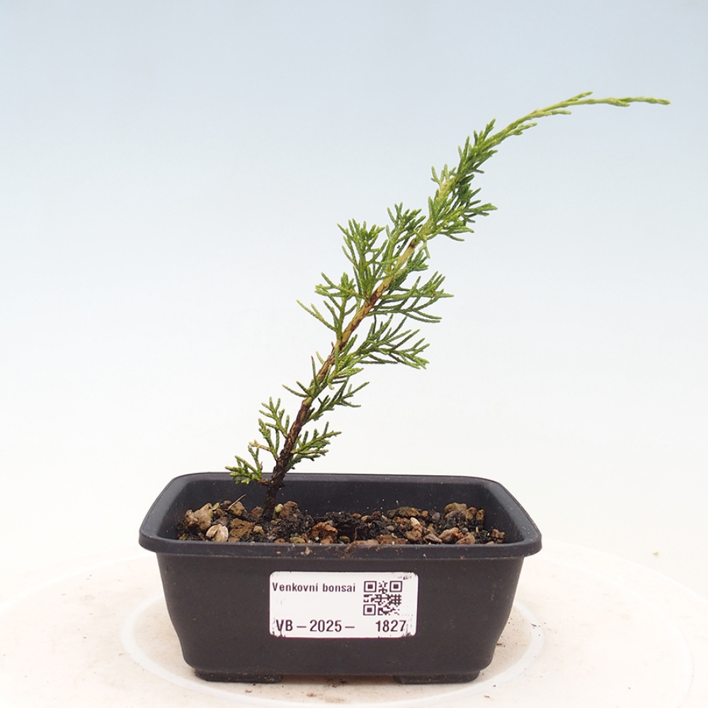 Bonsai voor buiten - Juniperus chinensis Itoigawa