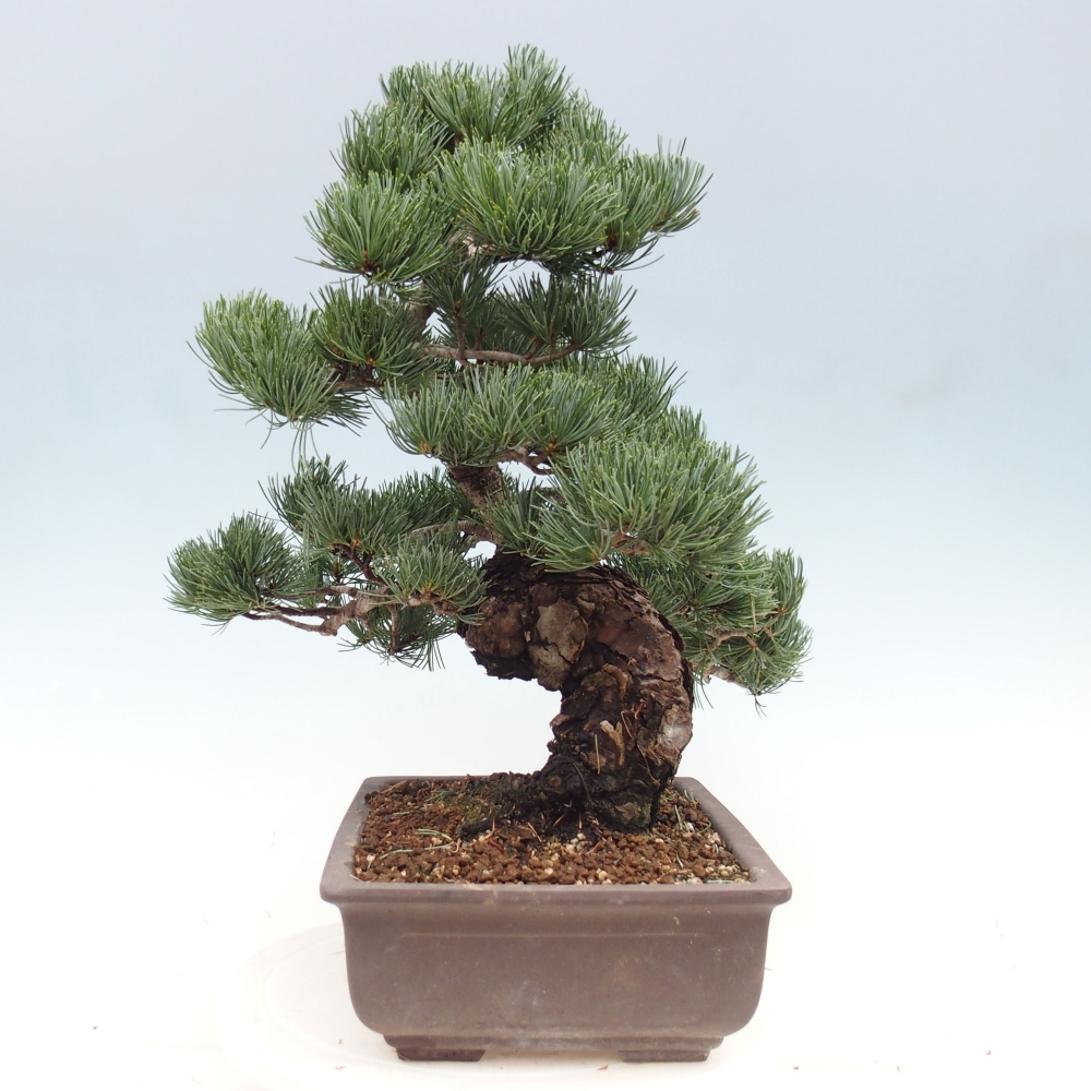 Bonsai voor buiten - Pinus parviflora - Pinus parviflora