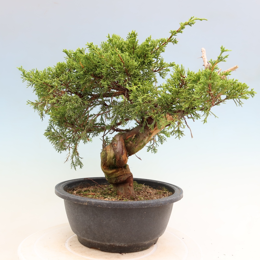 Bonsai voor buiten - Juniperus chinensis Itoigawa-Juniperus chinensis