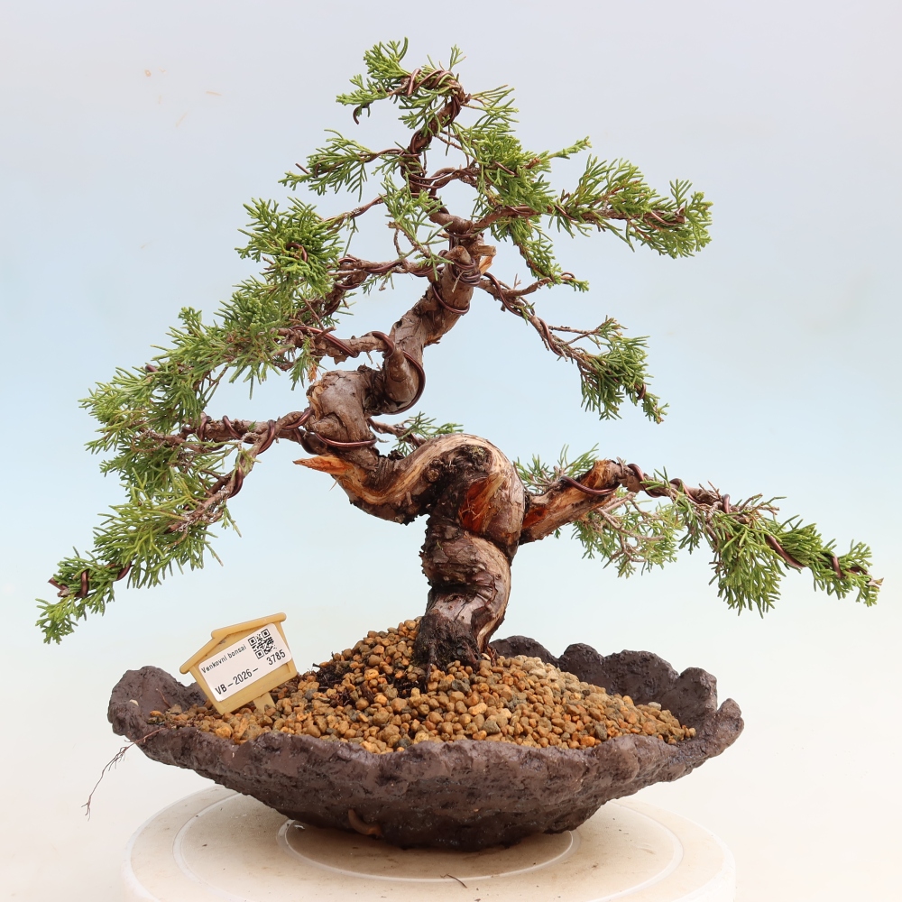 Bonsai voor buiten - Juniperus chinensis Itoigawa-Juniperus chinensis