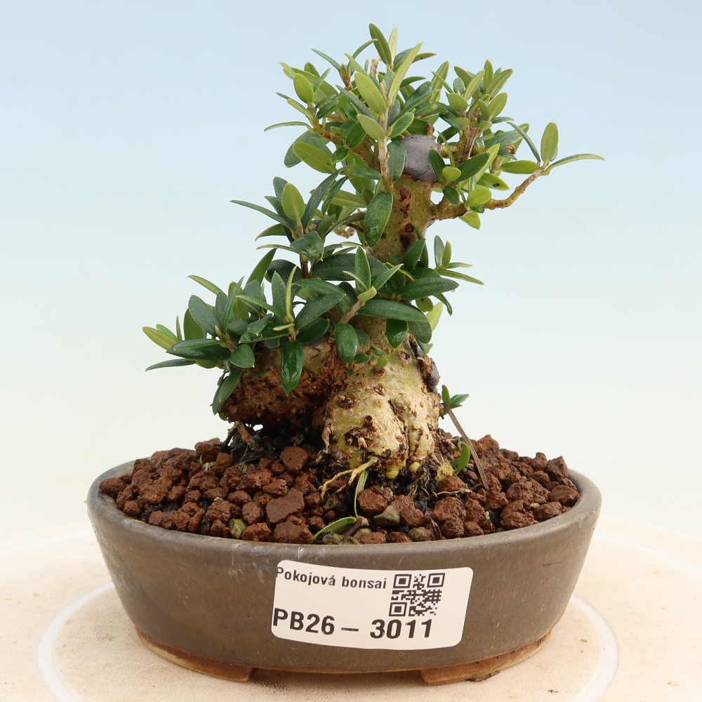 Bonsai voor binnen - Olea europaea sylvestris