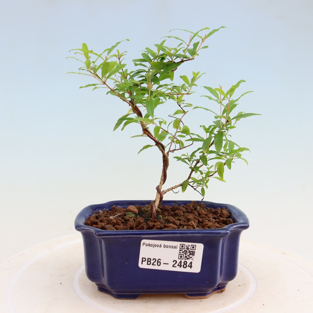 Kamerbonsai-PUNICA granatum nana-Granaatappel
