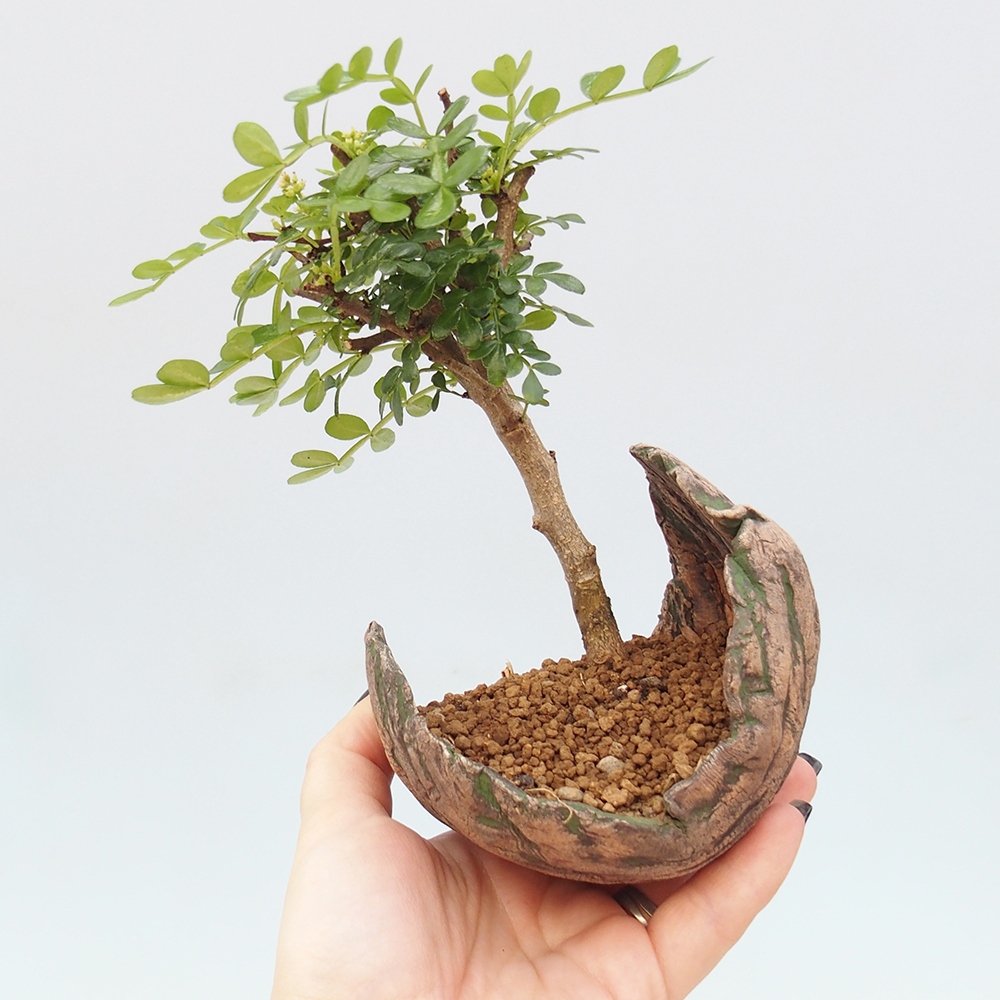 Kamerbonsai - Zantoxylum piperitum - peperboom