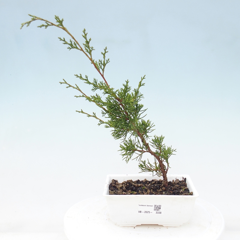 Bonsai voor buiten - Juniperus chinensis Itoigawa