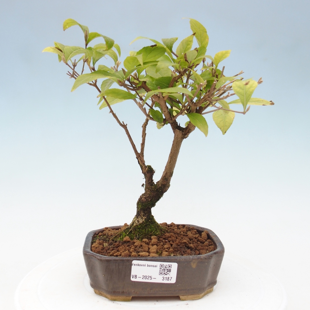 Bonsai voor buiten - Callicarpa japonica