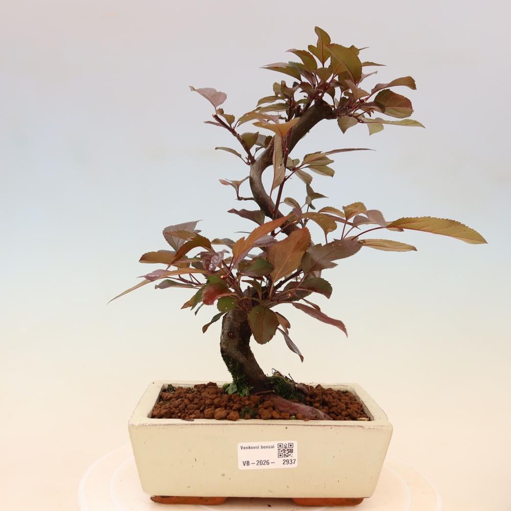 Bonsai voor buiten -Malus domestica - Roodbladige appelboom met kleine vruchten