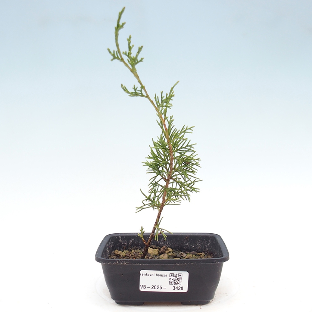 Bonsai voor buiten - Juniperus chinensis Itoigawa