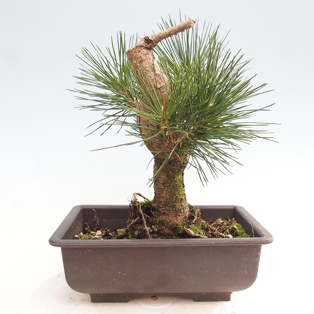 Bonsai voor buiten - Pinus thunbergii - Thunberg den