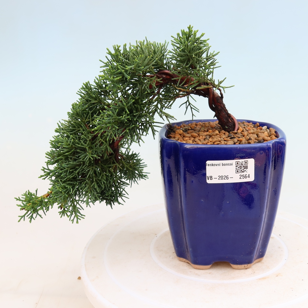 Bonsai voor buiten - Juniperus chinensis Kishu