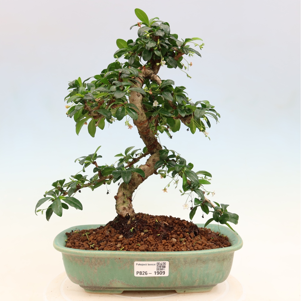 Kamerbonsai - Carmona macrophylla - Thee fuki