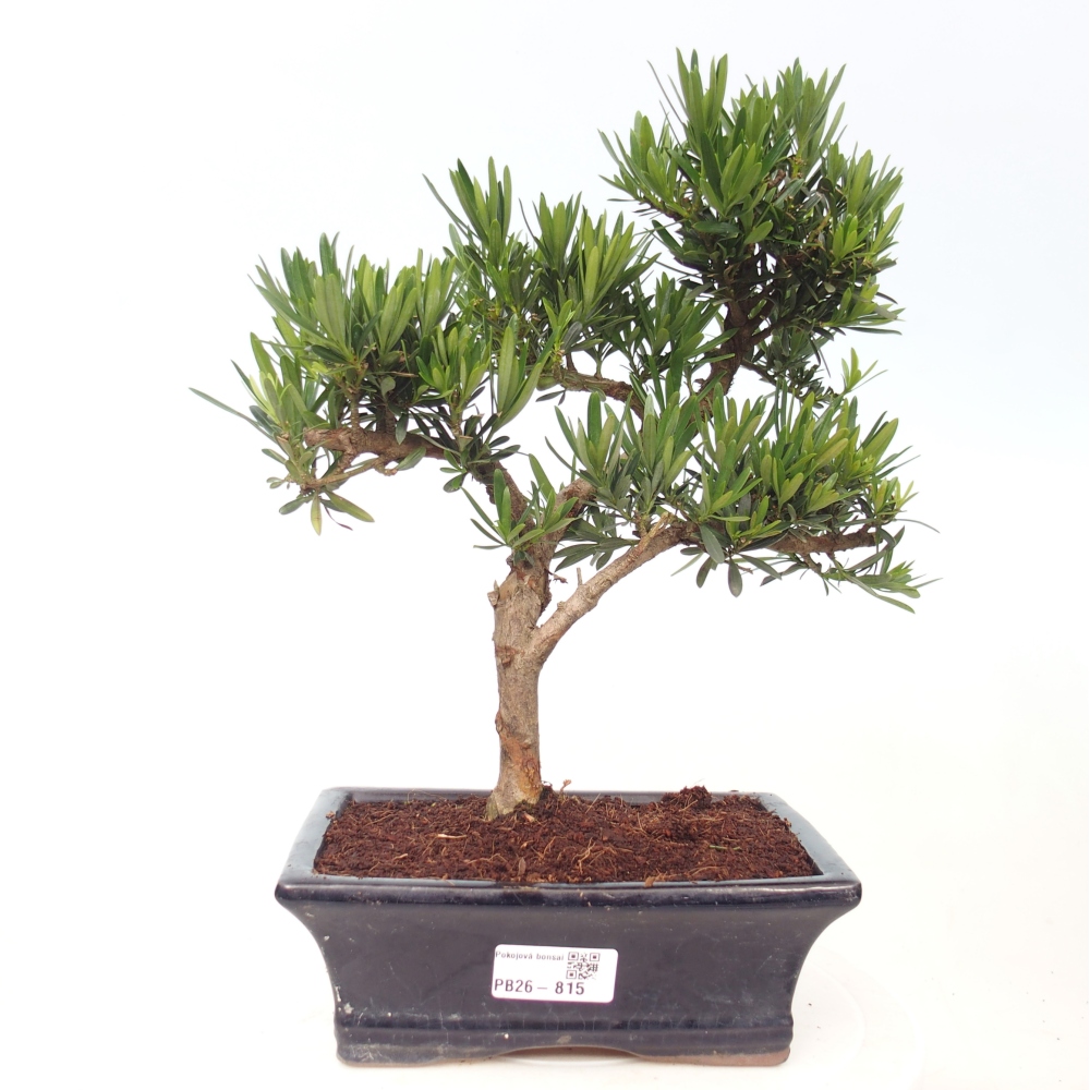 Kamerbonsai - Podocarpus - Taxus