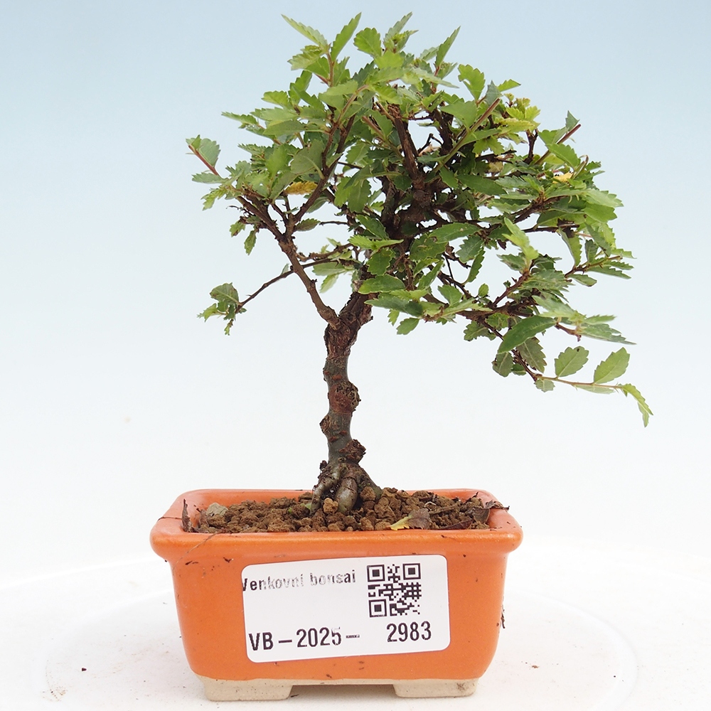 Bonsai voor buiten - Ulmus parvifolia Sagei - Kleinbladige iep