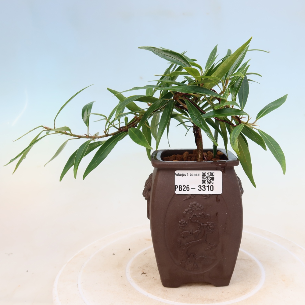 Kamerbonsai - Ficus nerifolia - kleinbladige ficus