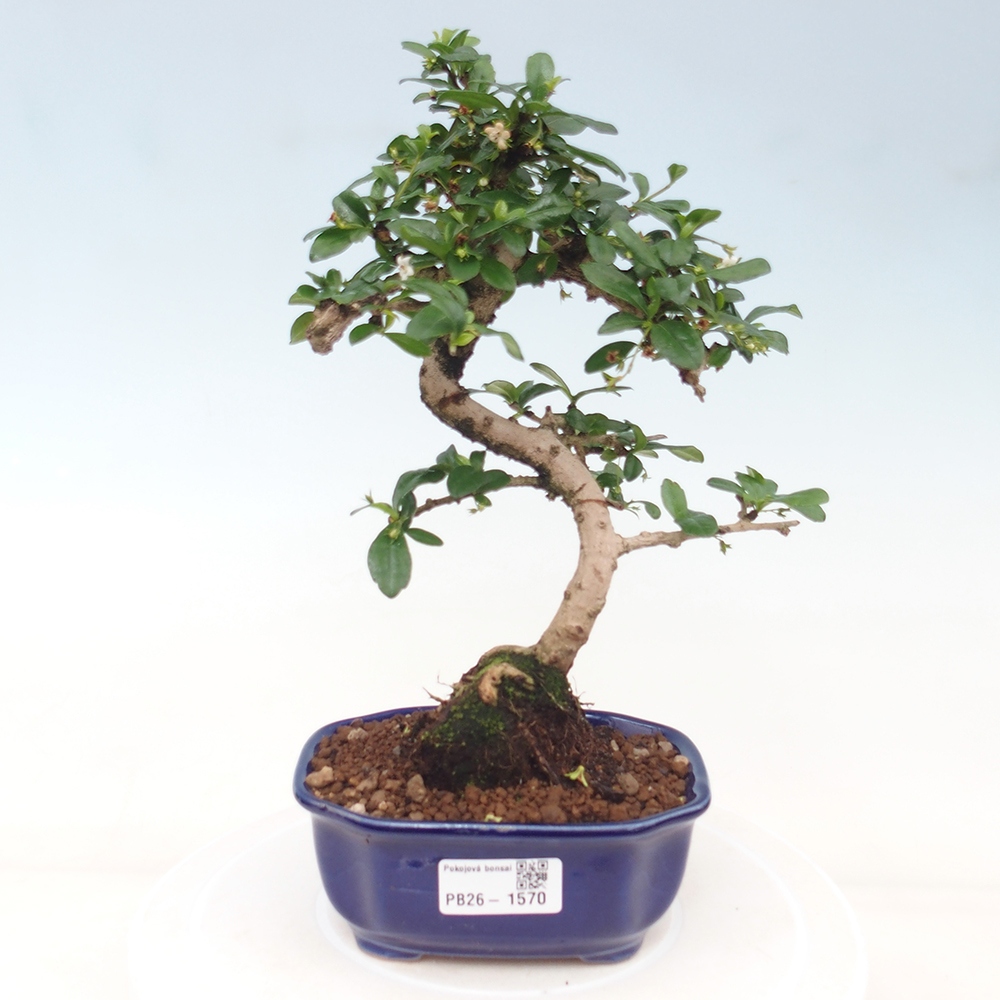 Kamerbonsai - Carmona macrophylla - Thee fuki