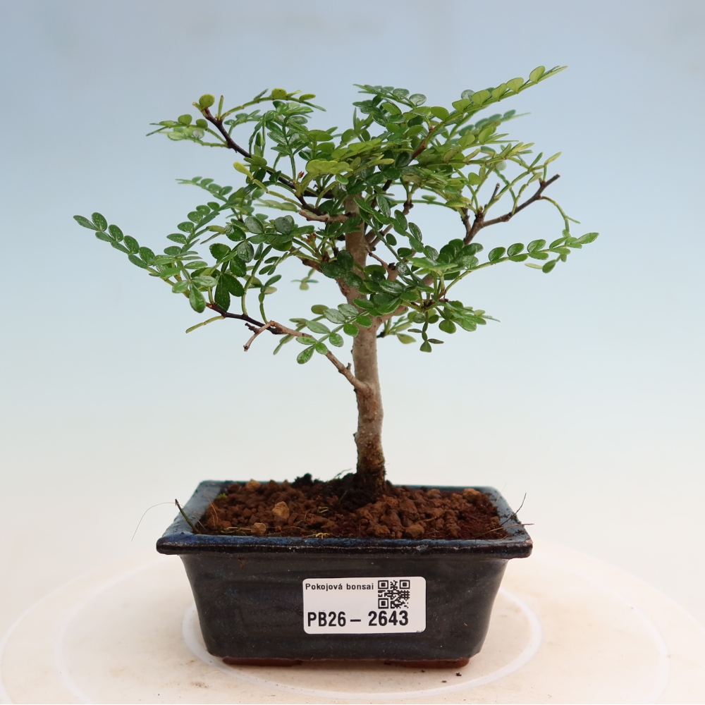 Kamerbonsai - Zantoxylum piperitum - peperboom