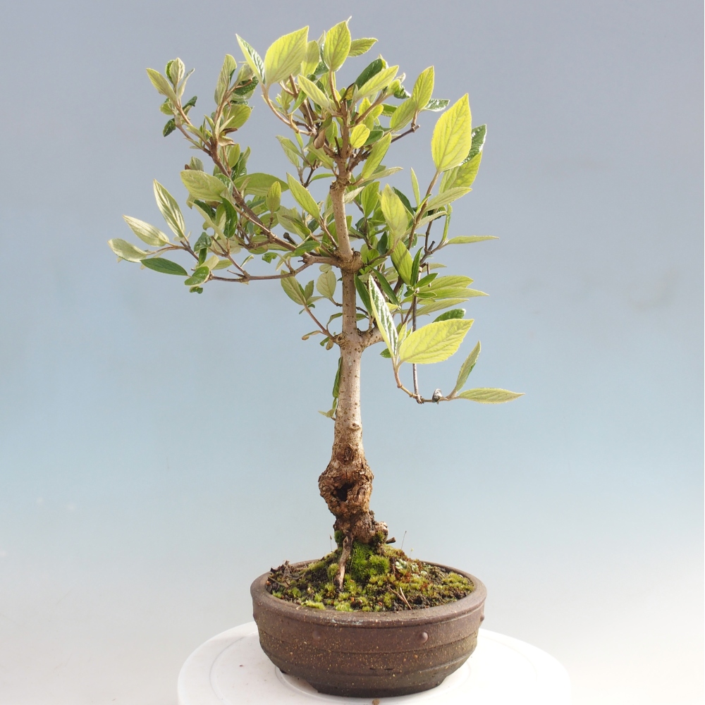 Bonsai voor buiten - Kalina Bodnanská - Viburum carlesii hemsi