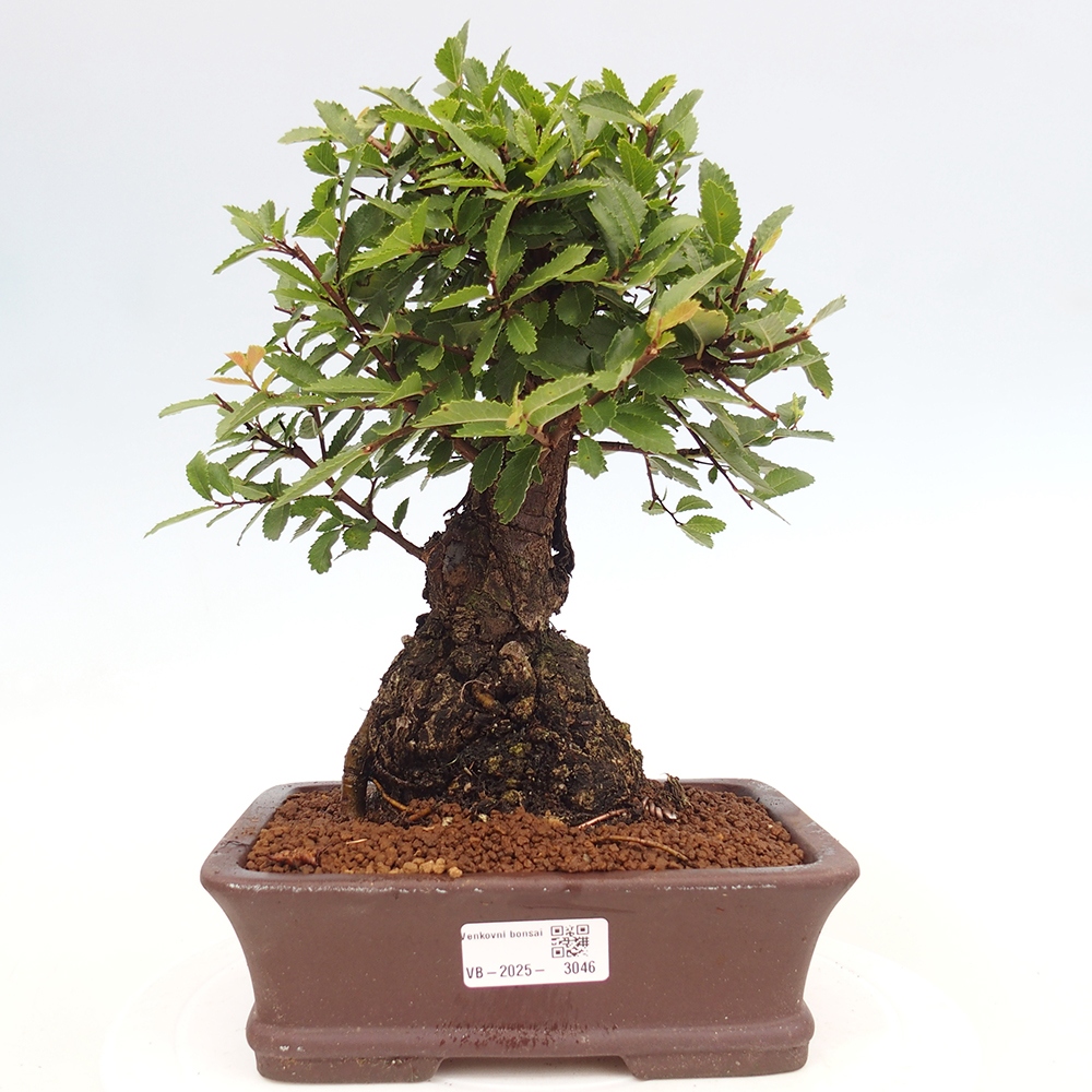 Bonsai voor buiten - Zelkova - Zelkova NIRE