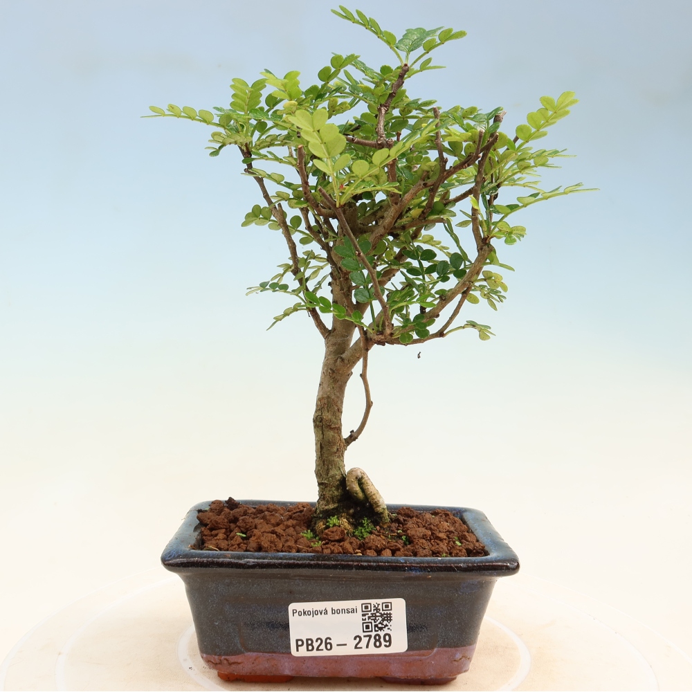 Kamerbonsai - Zantoxylum piperitum - peperboom