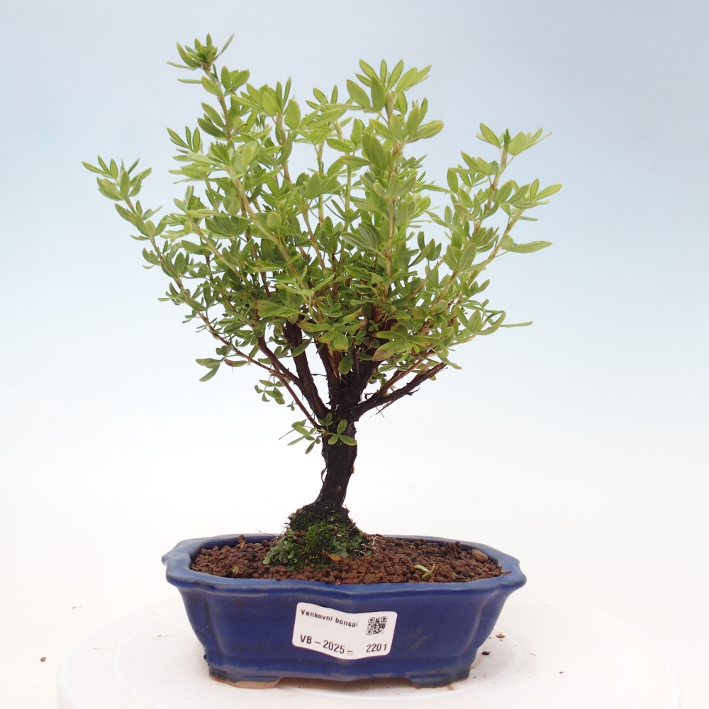 Bonsai voor buiten - Potentila fruticosa gele vogel