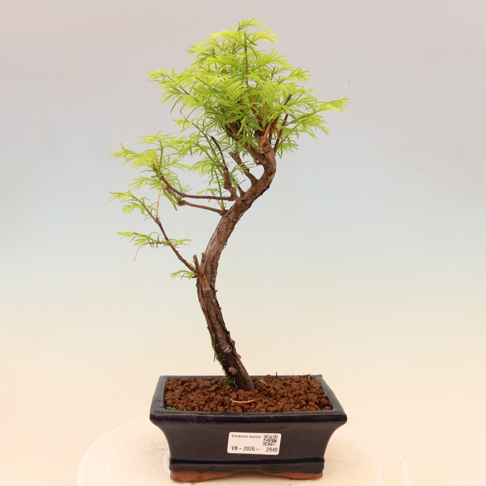 Bonsai voor buiten - Metasequoia glyptostroboides - Chinese Metasequoia