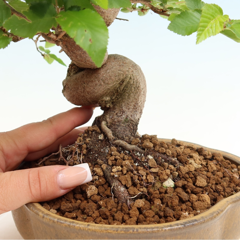 Bonsai voor buiten -Carpinus Coreana - Koreaanse haagbeuk