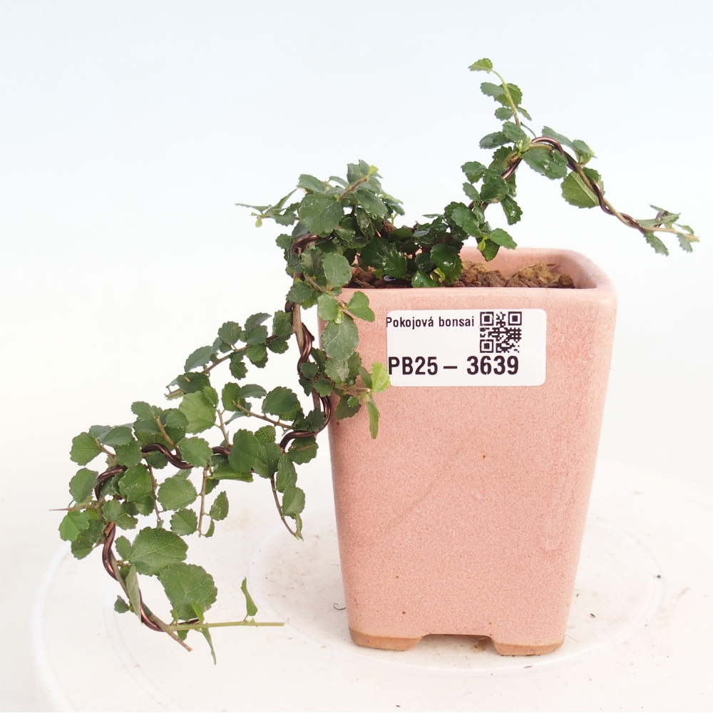 Kamerbonsai - Grewia sp. - Grewia malafolia